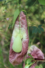Aristolochia gigantea