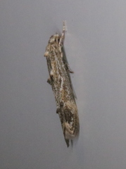 Blastodacna bicristatella