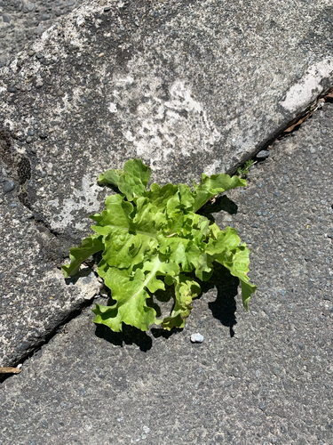 Lactuca sativa observed 2026-10-25