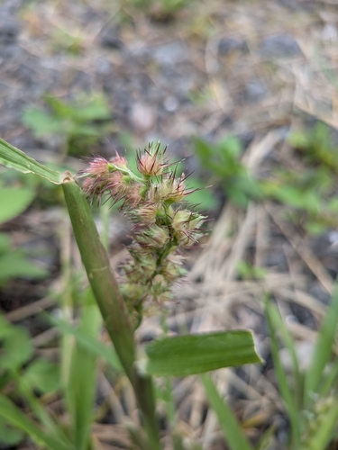 Cenchrus echinatus observed 2026-10-25