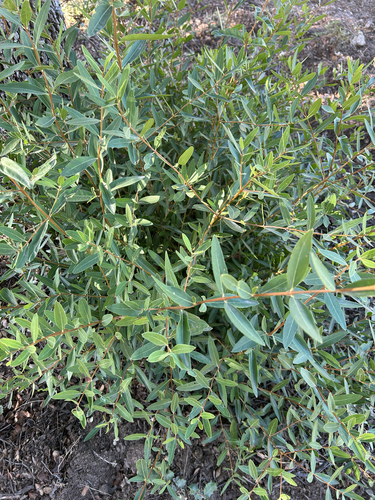 Phillyrea angustifolia, 2026-10-25