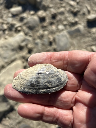 Freshwater mussel, 2026-10-25