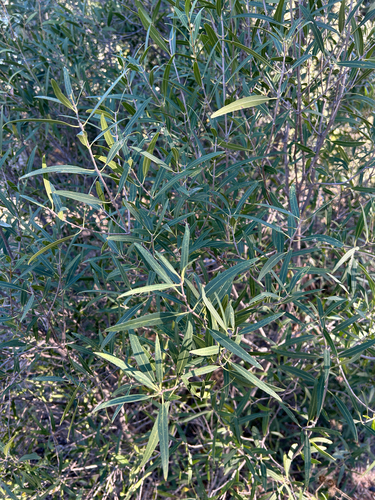 Phillyrea angustifolia, 2026-10-25