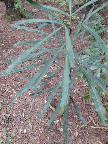Pseudopanax crassifolius observed 2026-10-25