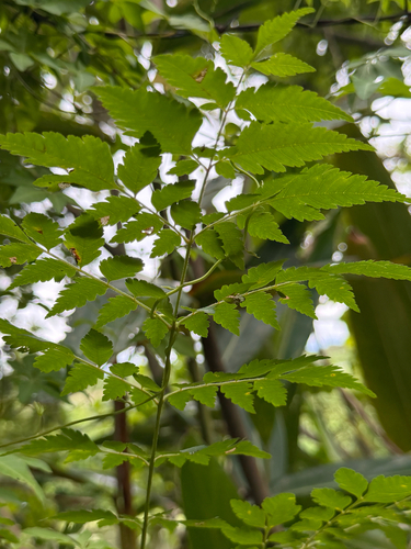Koelreuteria elegans observed 2026-10-25