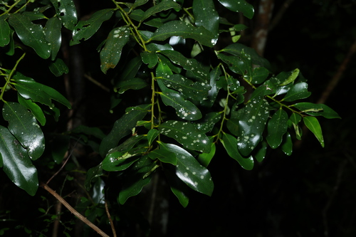 Diospyros australis observed 2026-10-25
