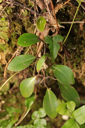 Pseudowintera, 2026-10-25