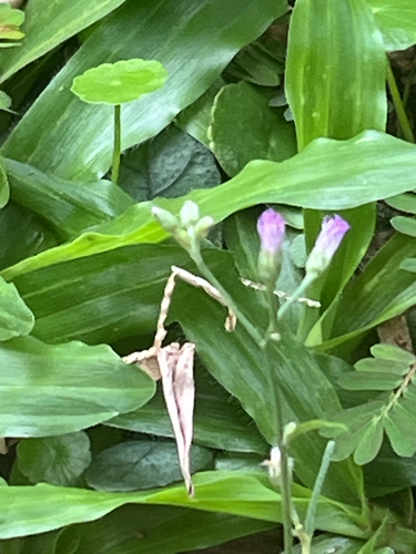 Cyanthillium cinereum observed 2026-10-25