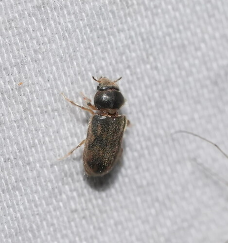 Heterocerus
