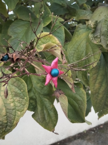 Clerodendrum trichotomum observed 2026-10-25