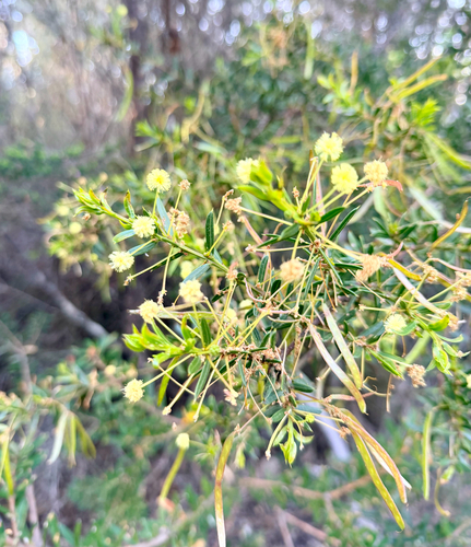 Acacia genistifolia, 2026-10-23