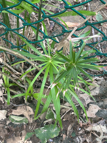 Cyperus alternifolius observed 2026-10-25