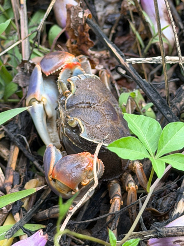 Chasmagnathus observed 2026-10-25