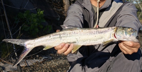 Elops hawaiensis observed 2026-10-25