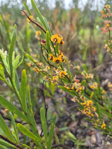 Daviesia leptophylla observed 2026-10-25