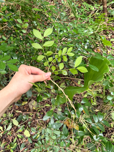 Murraya paniculata observed 2026-10-25