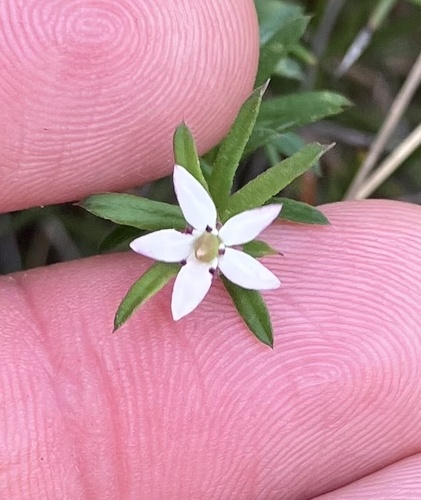 Rhytidosporum procumbens, 2026-10-23