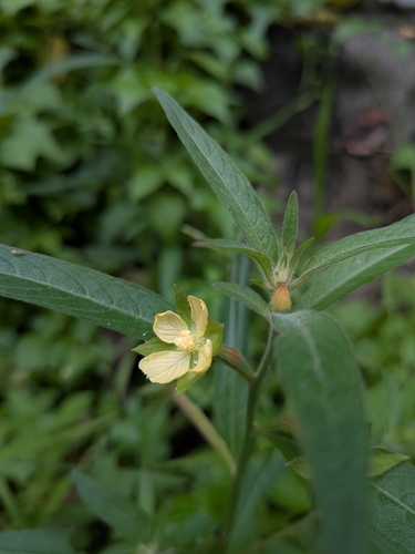 Ludwigia octovalvis observed 2026-10-25