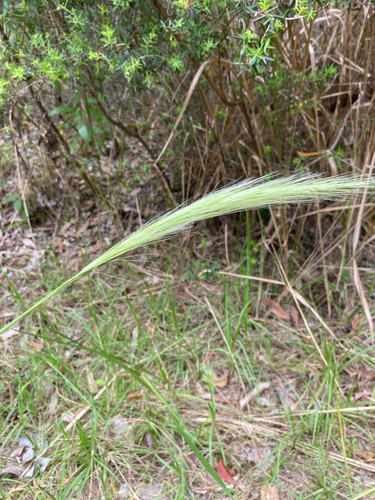 Dichelachne crinita observed 2026-10-25