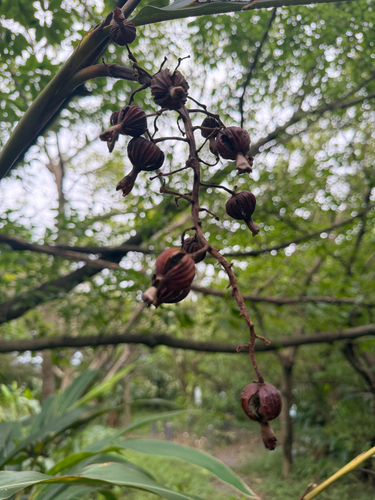 Alpinia zerumbet observed 2026-10-25