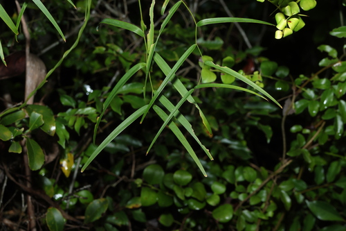 Eustrephus latifolius observed 2026-10-25