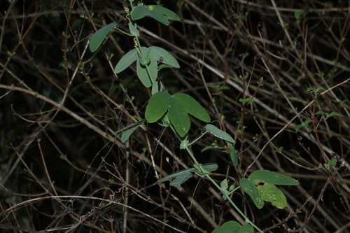 Passiflora subpeltata observed 2026-10-25