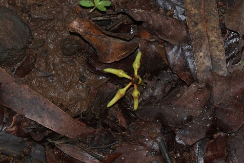 Eucalyptus tereticornis observed 2026-10-25
