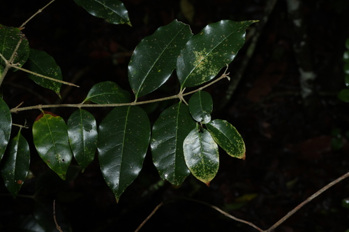 Olea paniculata observed 2026-10-25