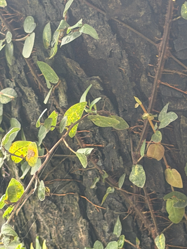 Ficus pumila observed 2026-10-25