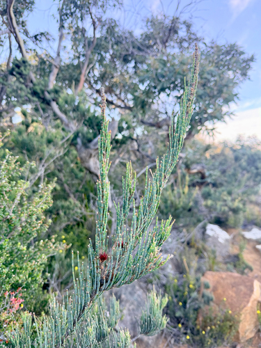 Allocasuarina monilifera observed 2026-10-23