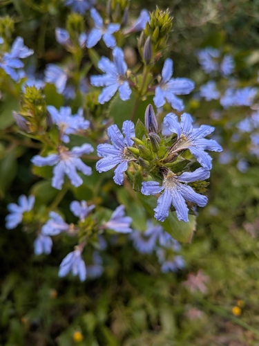Scaevola nitida, 2026-10-24