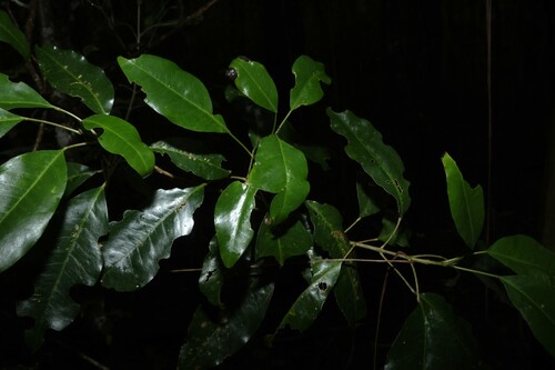 Sarcomelicope simplicifolia observed 2026-10-25