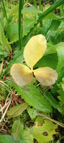 Menyanthes trifoliata observed 2026-10-25