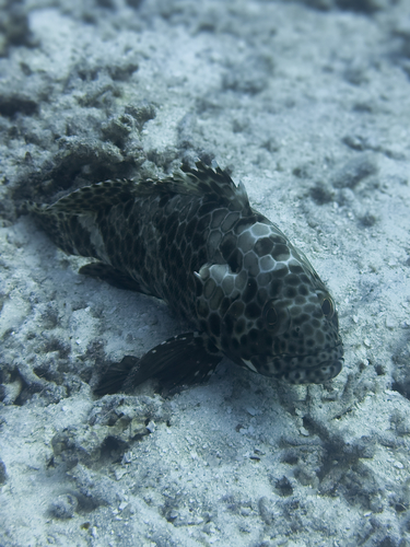 Epinephelus quoyanus observed 2026-10-22