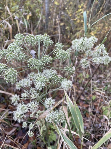 Angelica sylvestris observed 2026-10-25