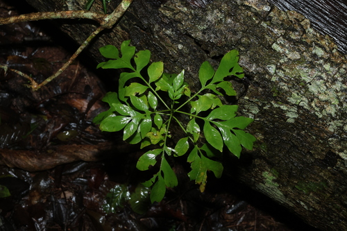 Solanum seaforthianum observed 2026-10-25