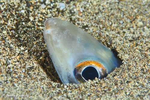 Ariosoma observed 2026-10-20