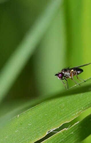 Hydrellia tritici observed 2026-10-23