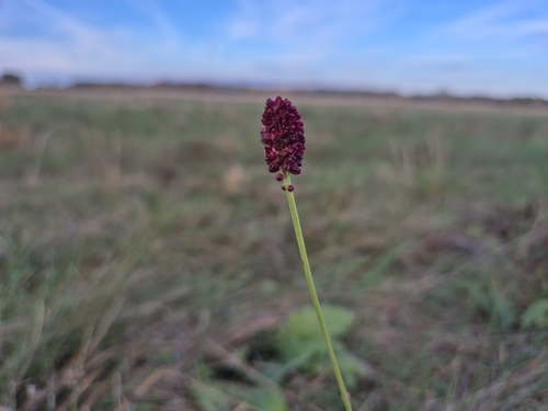 Sanguisorba officinalis observed 2026-10-24