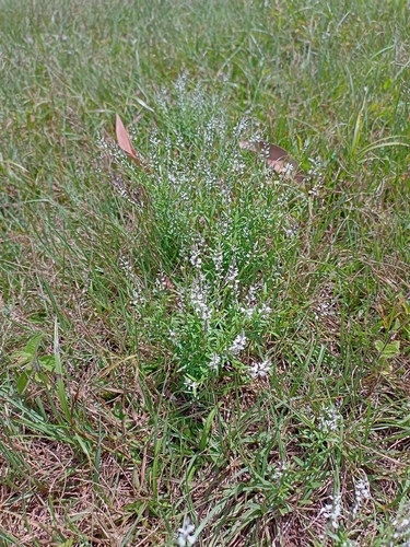 Polygala paniculata observed 2026-10-25