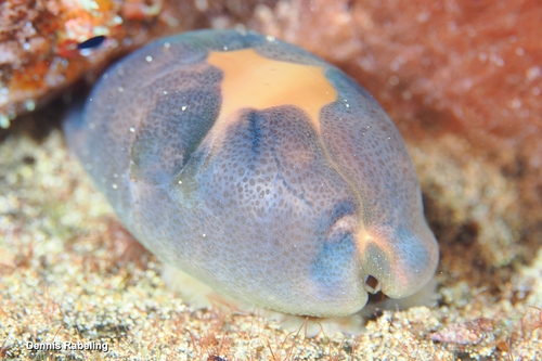 Cypraea lurida observed 2026-10-20