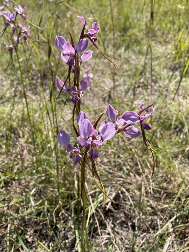 Diuris punctata observed 2026-10-21