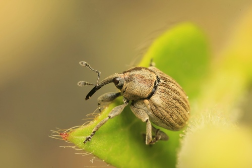Sibinia pellucens