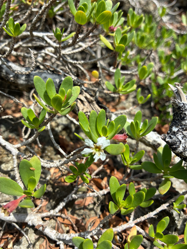 Pemphis acidula observed 2026-10-25