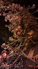 Couroupita guianensis