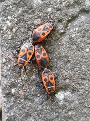 Pyrrhocoris apterus