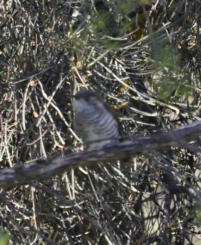 Chrysococcyx lucidus observed 2026-10-24