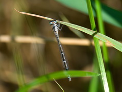 Enallagma risi