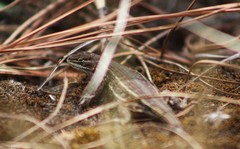 Sceloporus aeneus