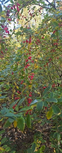 Berberis vulgaris observed 2026-10-25